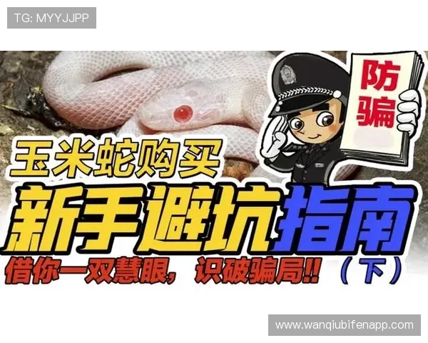玩球新手入门教程 大赛预热防骗避坑指南